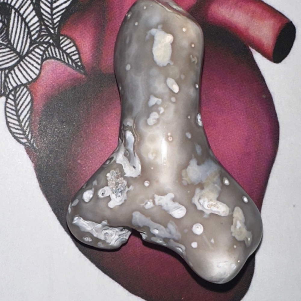 Tampa Bay FL agatized coral 🪸 piece oddity shape 😂